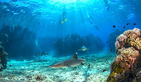 Snorkelling with Reef Sharks day cruise departing daily Port Denarau, Nadi, Fiji