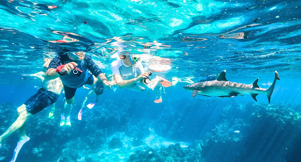 Taking photos while Snorkelling with Sharks from Barefoot Kuata Island Resort, the Yasawas, Fiji.