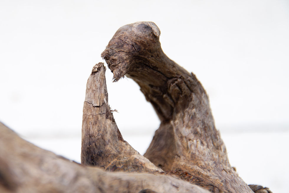 Thumbnail: Glass Float Driftwood Holder - 005