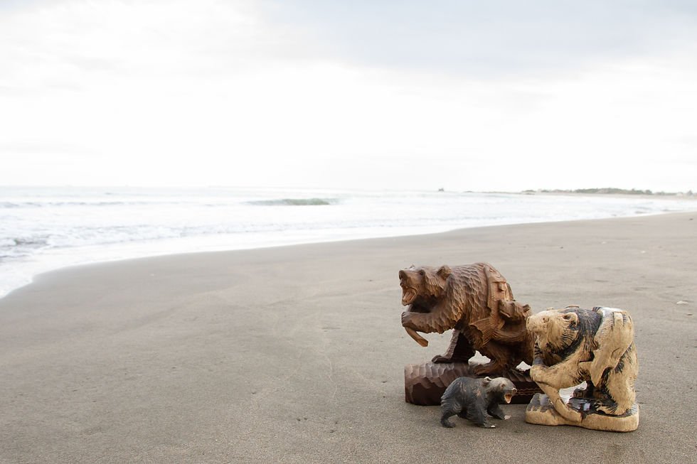 hokkaido bears on beach