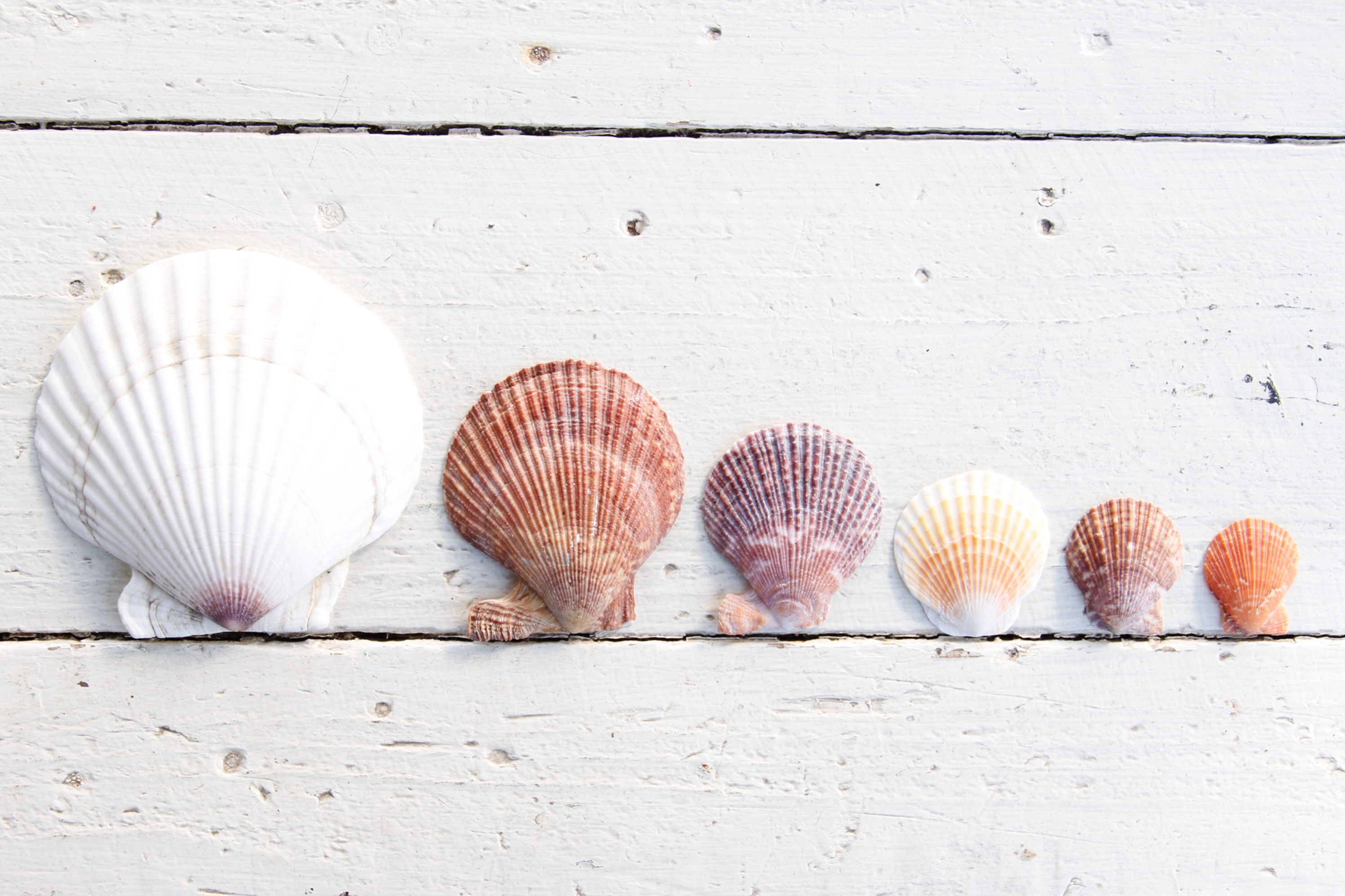 Japanese "Hotate" Scallops