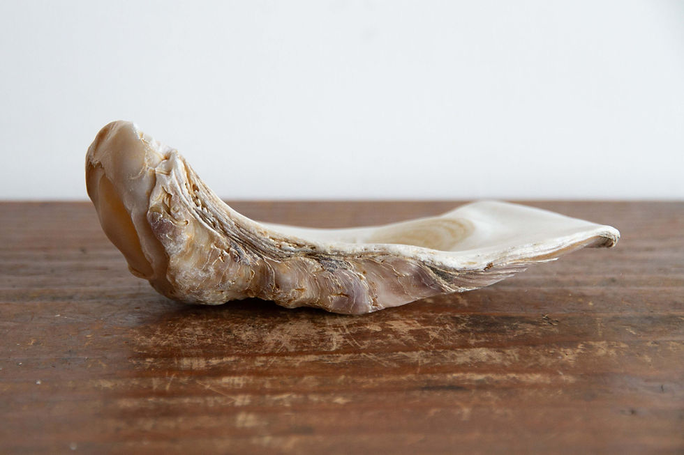 Thumbnail: Large Oyster Shell