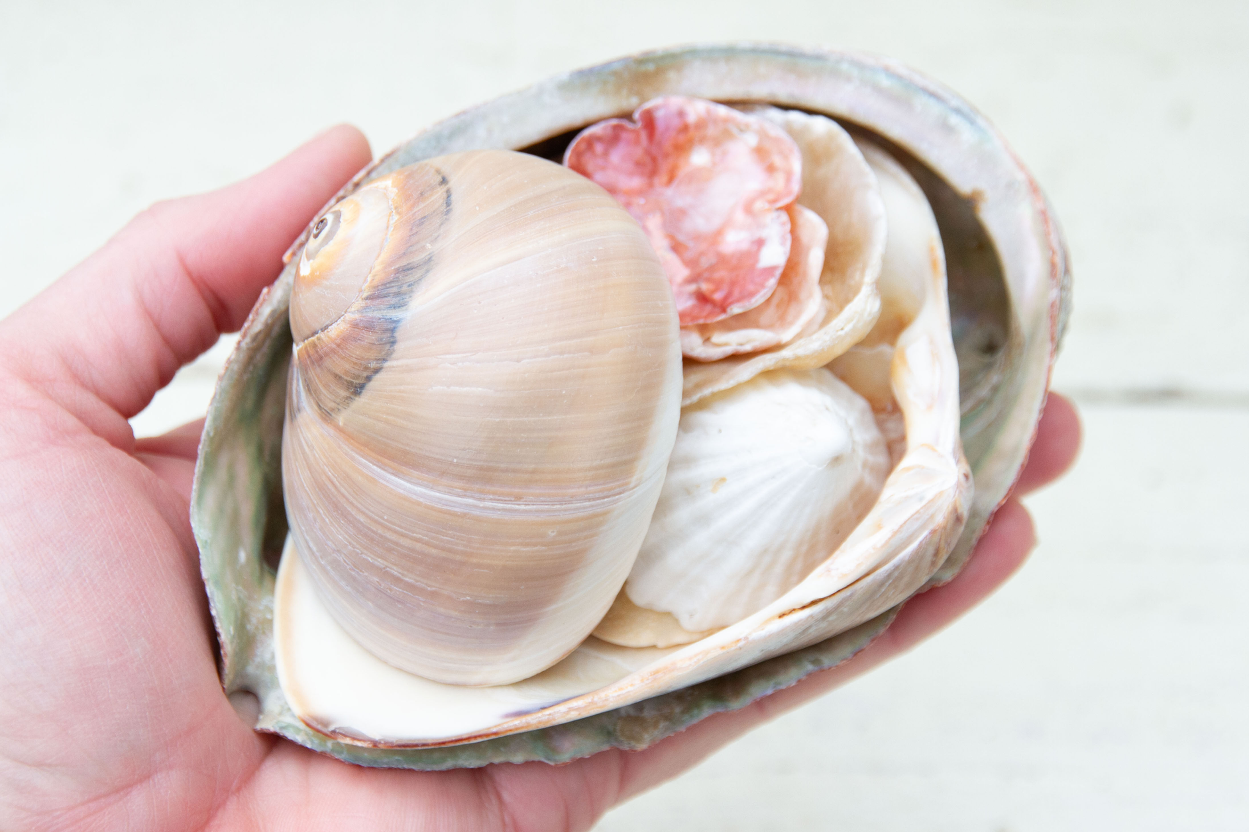 Mixed Bag of Japanese Shells