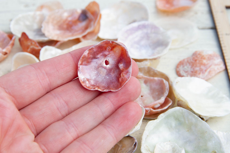 Thumbnail: Bulk Japanese "Namimashiwagai" Jingle Shells