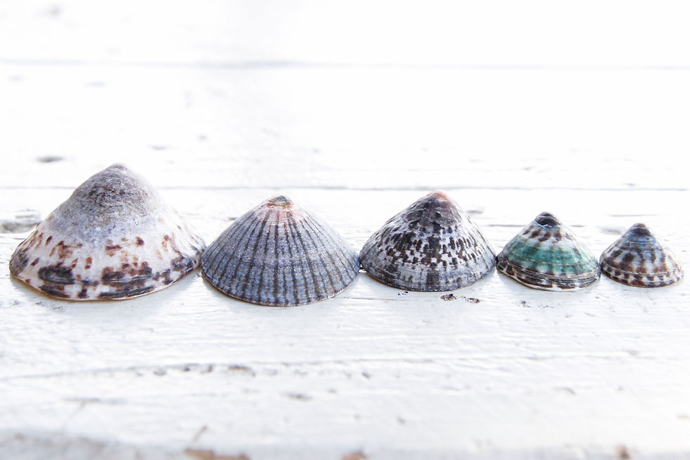 Thumbnail: Japanese "Kasagai' Limpet Shells