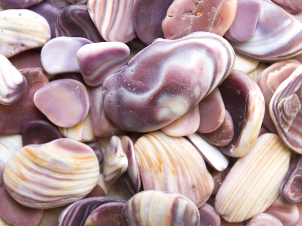 The mystery of clams in Japan