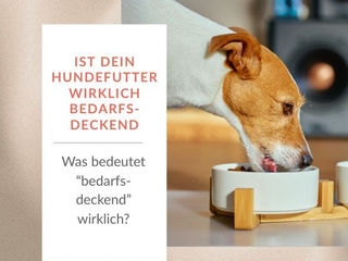 Ist dein Hundefutter wirklich bedarfsdeckend? Was bedeutet bedarfsdeckend wirklich?