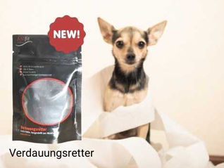 Durchfall beim Hund - was tun?