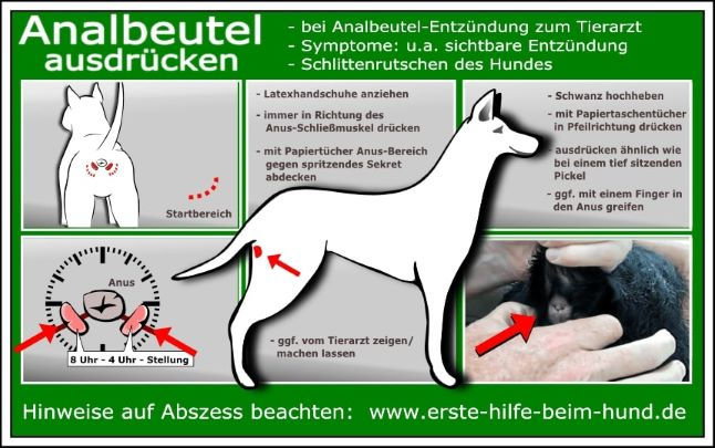 Analdrüsenentzündung beim Hund –Symptome, Ursachen, Behandlung - Was