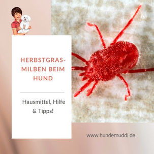 Herbstgrasmilben beim Hund – Was tun? Hausmittel, Hilfe & Tipps!
