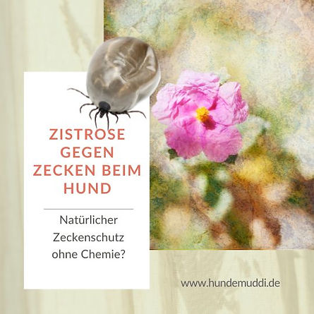 Zistrose gegen Zecken beim Hund – natürliche Zeckenabwehr ohne Chemie. Blühende Zistrosenpflanze mit Zecke als Symbolbild für natürlichen Zeckenschutz bei Hunden.