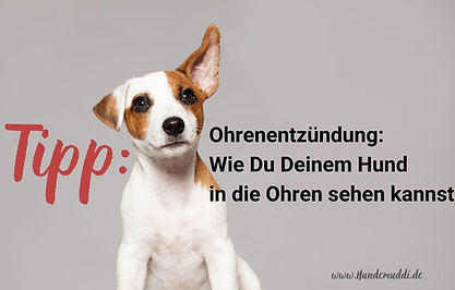Tipps, wie du deinem Hund in die Ihren sehen kannst, bei Ohrenentzündungen
