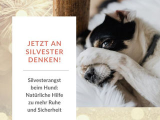 Hund hat Angst vor der Silvesterknallerei