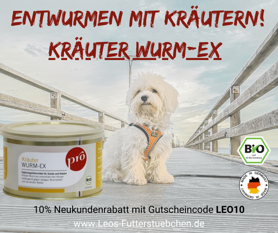 Alles was Du über Wurmkuren wissen solltest - Prävention, Erkennung und ...