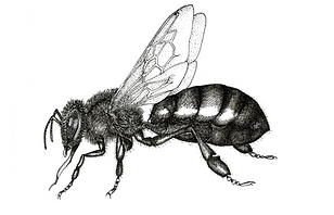 Ape domestica