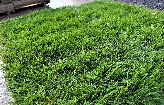 Choice Turf Inc Premium Sod Grass Provider