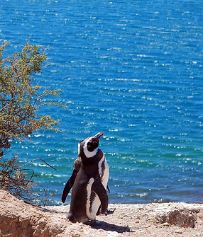 penguin-3514563_1280.jpg