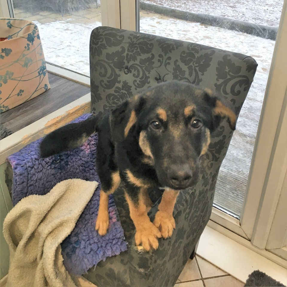 This Lego - or 'Legs' he was a GSD crossbreed that went to live up north with a lovely home.