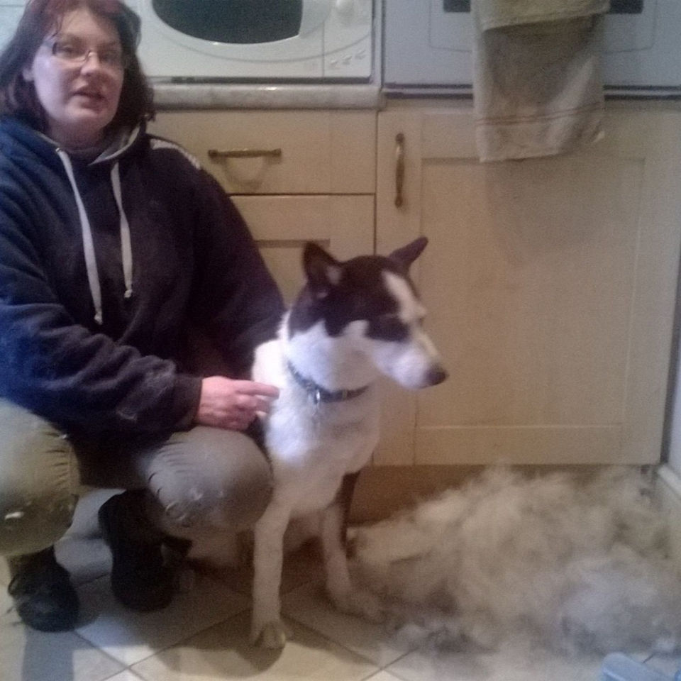 A husky foster after her groom - very hairy kitchen!