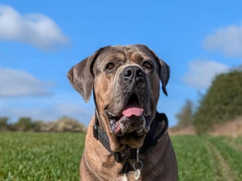 A big fat headed formentio dog on a sunny day in a field