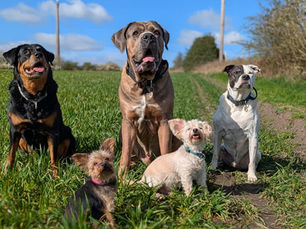 A group of dogs in a field on a sunny day