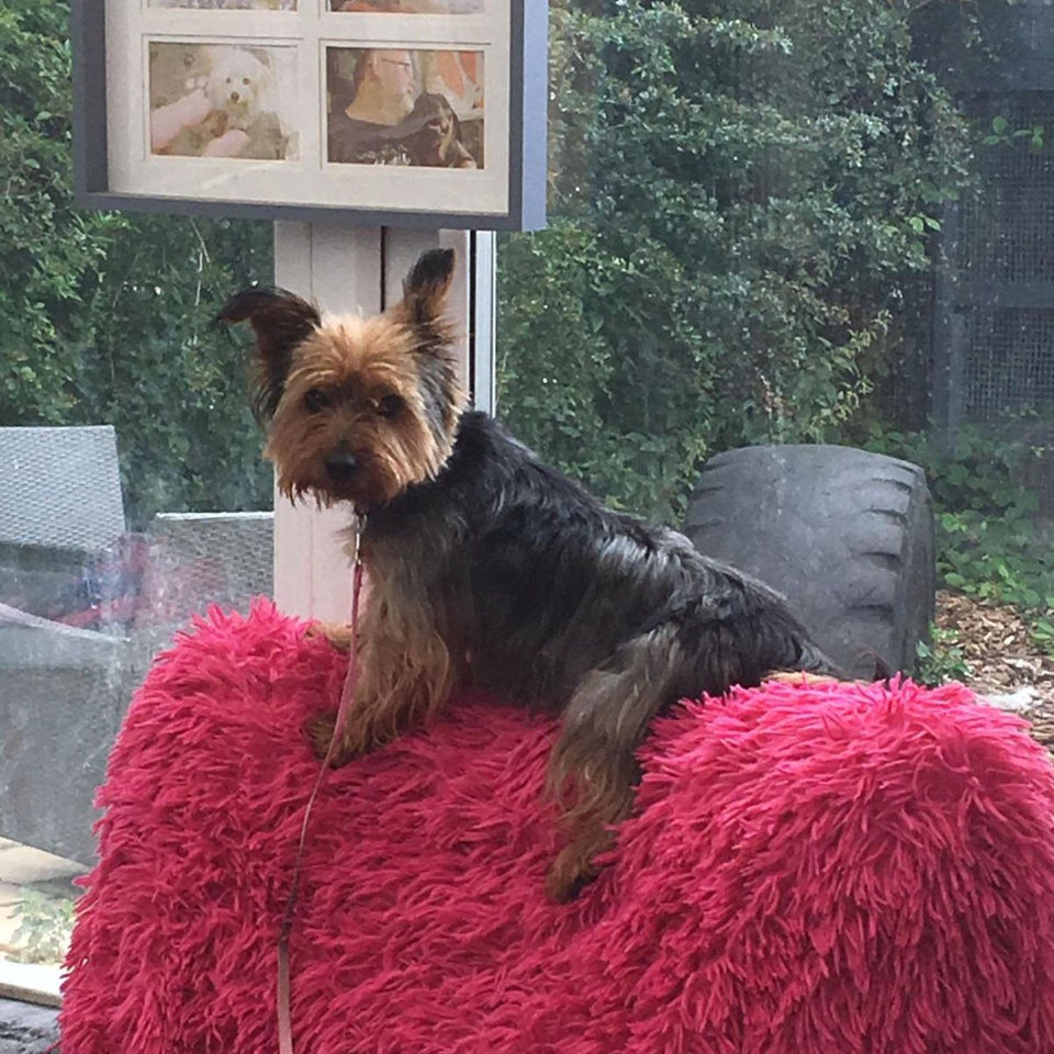 Dennis (the menace) on his first day in foster with Balance Behaviour. He was a handful!
