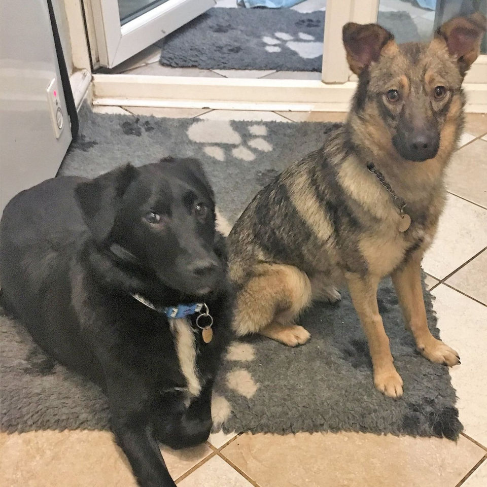 Moose and Buffy reunited at the balance behaviour house in west Yorkshire after leaving Romania separately. Very happy to see one another!