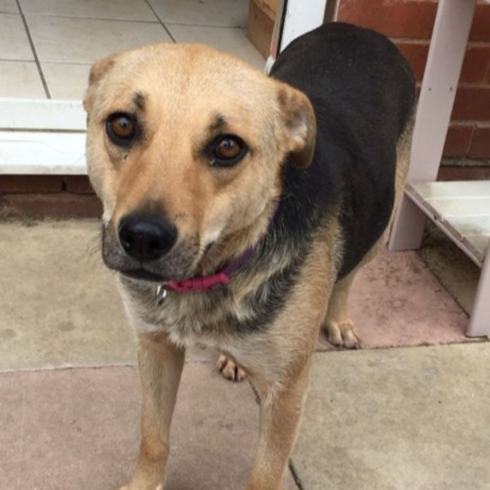 Another sweet Romanian rescue