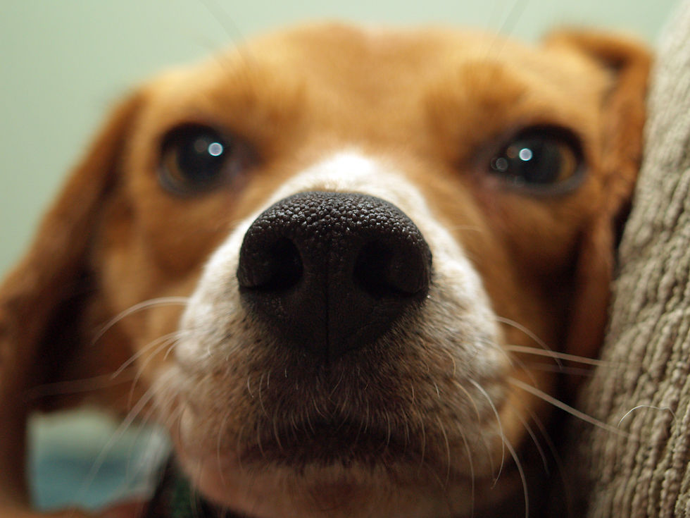 A close up of a Beagle on a sofa.