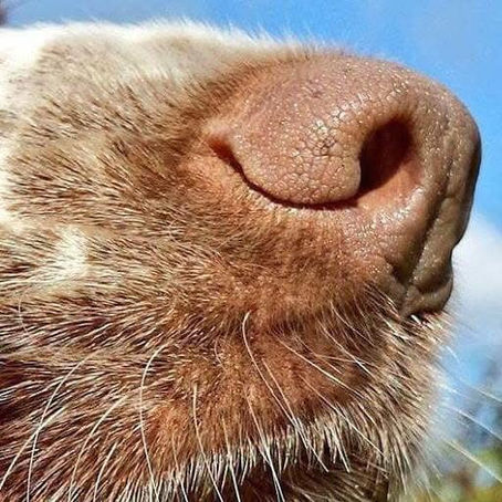 YOUR DOG'S NOSE KNOWS YOU KNOW ....how much does your dog know?