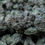 Thumbnail: High THCa Flower