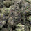 Thumbnail: High THCa Flower