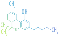 THC_png.png