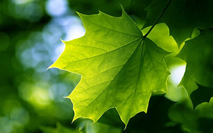 canon-photography-green-leaves-sunlight-