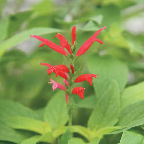 Pineapple Sage Blossom