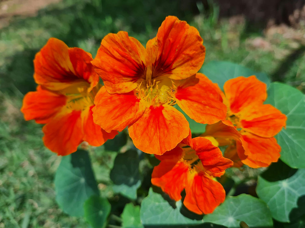 Nasturtium