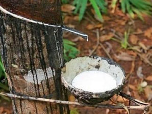 CAMEROUN : L’AGRO-INDUSTRIEL HEVECAM ANNONCE DES « LICENCIEMENTS ÉCONOMIQUES »