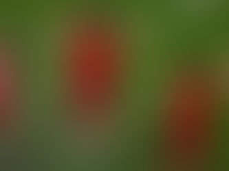 COUPE DU MONDE | L'ESPAGNE ÉCRASE LE COSTA RICA (7-0) EN FAISANT FORTE IMPRESSION