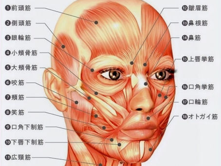 肌力を育てるスキンケア ④ 眠ってる顔筋を目覚めさせる