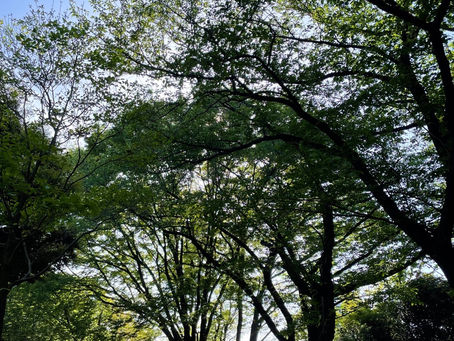 新緑の代官山