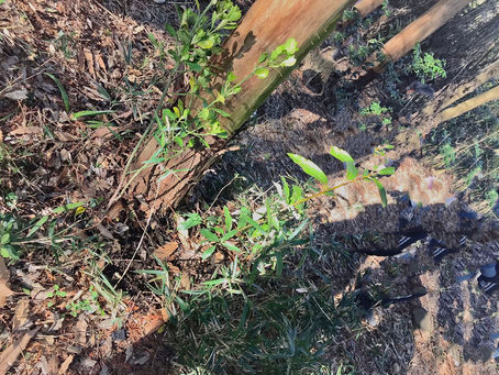 次世代の森づくり