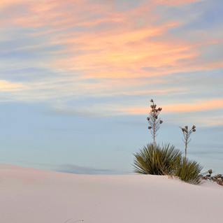 White Sands Yucca.jpg