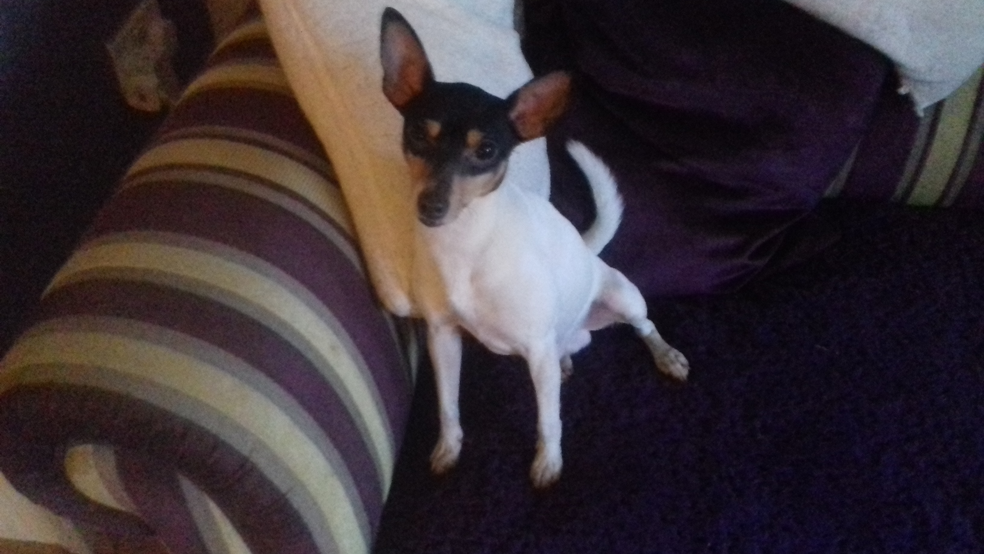 American Toy Fox Terrier