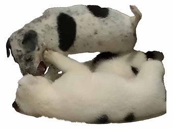 puppies.jpg