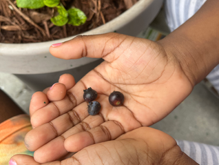My baby holding our blueberries