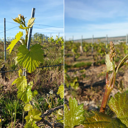 Champagne: The Grape Clusters are Starting to Appear