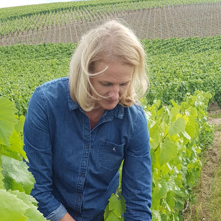 Champagne: The First Grapes are in the Vineyards