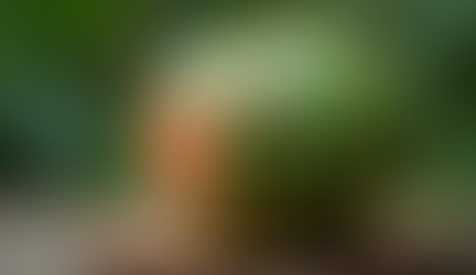 Learn Fruit Carving Today