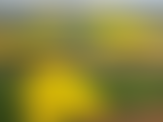 У земельному законодавстві визначають порядок передачі земель для суспільних потреб