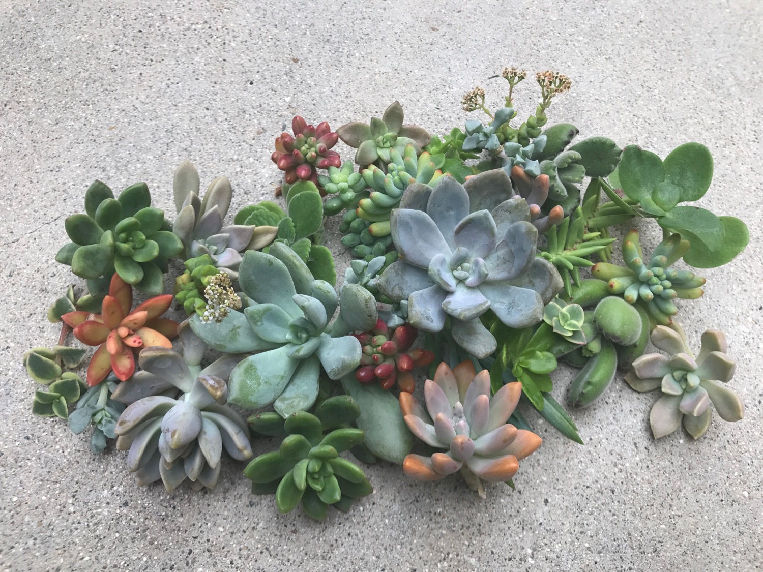 30 Succulent Cuttings